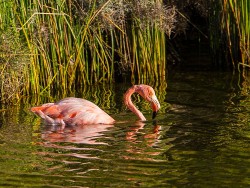 Greater Flamingo (Spheniscus mendiculus)